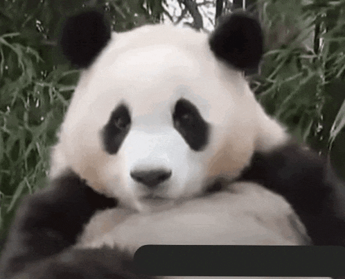 a panda bear is laying down in front of a bamboo tree .