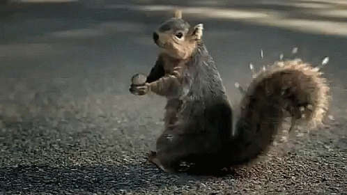 Screaming Yell GIF - Screaming Yell Squirrel GIFs