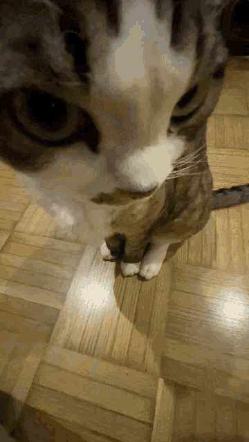 a close up of a cat 's face on a wood floor