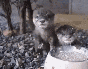 two baby otters are standing next to a bowl of water .