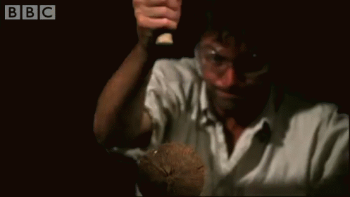 I Put The Lime In The Coconut And Smash It With A Hammer GIF - Coconut Slowmotion Smash GIFs