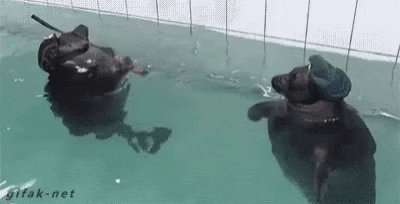 two hippos are swimming in a swimming pool and one of them is wearing a hat .