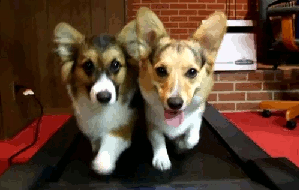 Corgis On Treadmill  GIF - Corgi Puppy Running GIFs