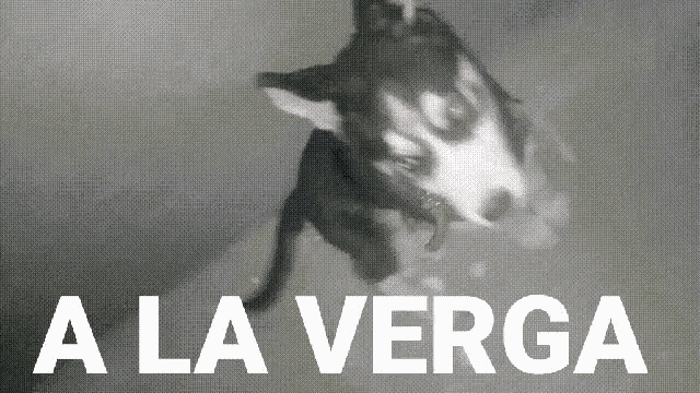 a husky dog is jumping in the air in front of a sign that says a la verga