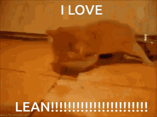 Milk Cat Lean GIF - Milk Cat Lean GIFs