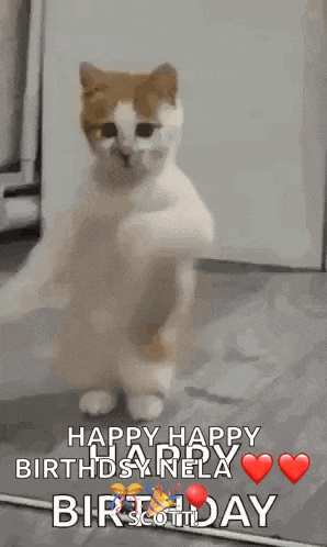 a cat is standing on its hind legs and says happy happy birthday nella