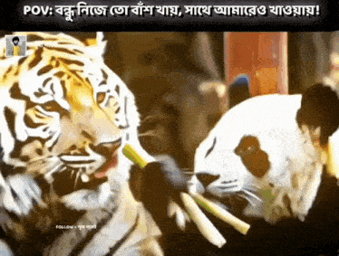 a picture of a tiger and a panda eating a stick