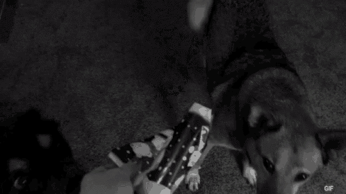 two dogs are playing with a toy on the floor .