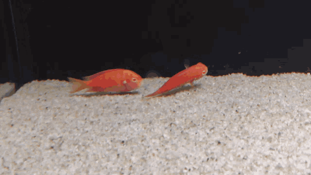 Tropheus Fish GIF - Tropheus Fish Swim GIFs