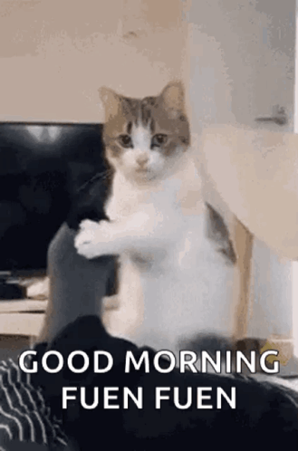 Wake Up Cat GIF - Wake Up Cat Kitty GIFs
