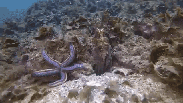 Octopus Punch GIF - Octopus Punch GIFs