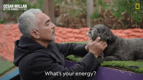 Whats Your Energy Cesar Millan GIF - Whats Your Energy Cesar Millan Cesar Millan Better Human Better Dog GIFs