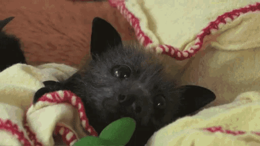 a bat is laying on a bed with a blanket and looking at the camera .
