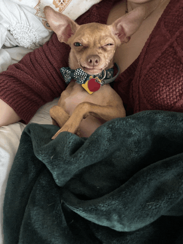 a chihuahua wearing a bow tie and collar is laying on a person 's lap