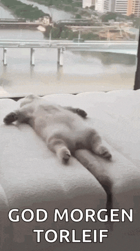 a cat is laying on its back on a bed with a view of a river .