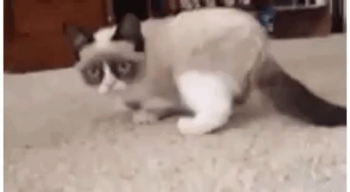 Grumpycat Out GIF - Grumpycat Grumpy Cat GIFs