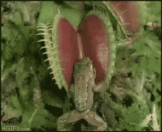 Venus Fly Trap Ouch GIF - Venus Fly Trap Ouch Frog GIFs