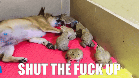 a picture of a dog and frogs with the words shut the fuck up above them
