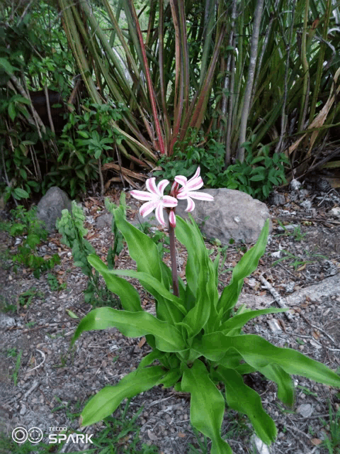 the word spark is on the bottom of a picture of a plant