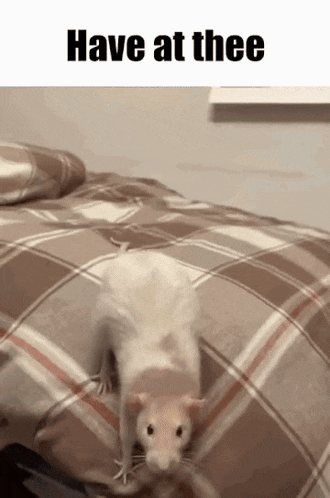 a rat on a bed with the words have at thee above it