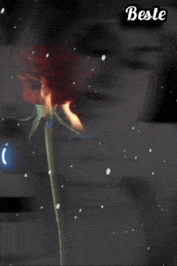 a woman in a hijab holds a rose in her mouth and the words beste geceyi sana are visible