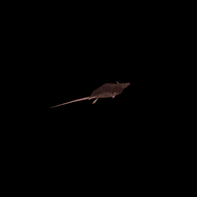 a rat with a long tail is flying in the air