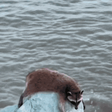 a raccoon is laying on a rock near the water