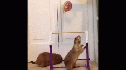 Funny Trying GIF - Funny Trying Animals GIFs