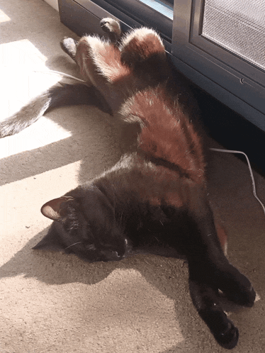 a black cat is laying on its back on the floor