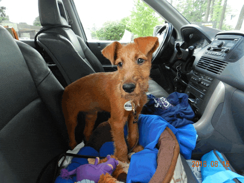 a dog in the back seat of a car with a tag that says ' duke '