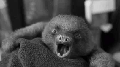 Sleepy Sloth Yawn GIF - Sleepy Sloth Yawn Animals GIFs