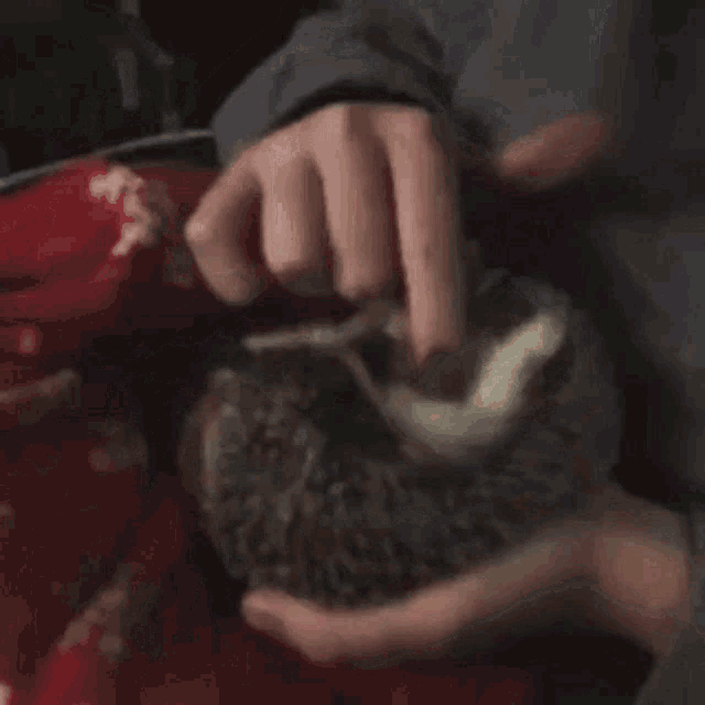 Hedgehog Pets GIF - Hedgehog Pets Cute GIFs