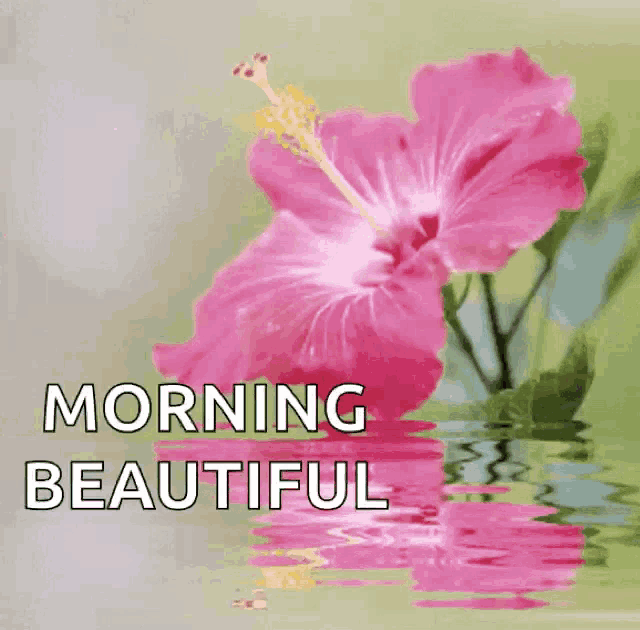 a pink flower is reflected in the water with the words morning beautiful above it