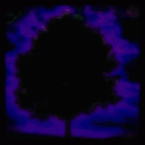 Tree Nature GIF - Tree Nature Trees GIFs