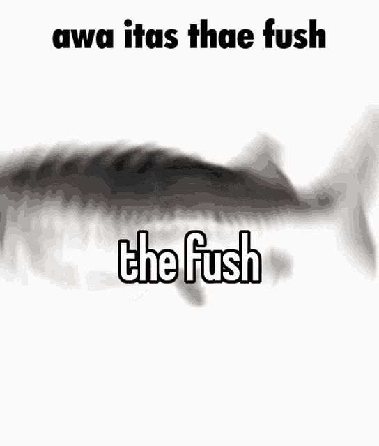 The Fush Fish GIF - The Fush Fish Fish Gif GIFs