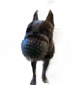 a dog with a ball in its mouth looks at the camera