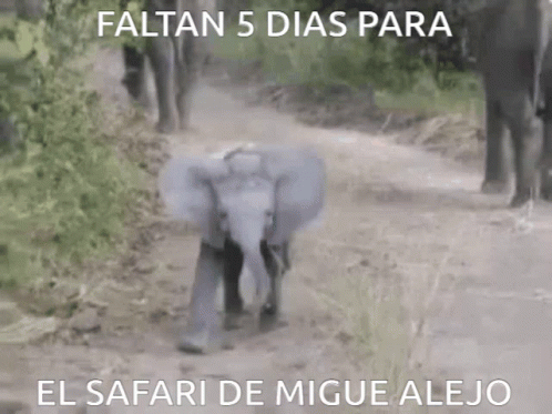 Safari Elefante GIF - Safari Elefante Migue GIFs