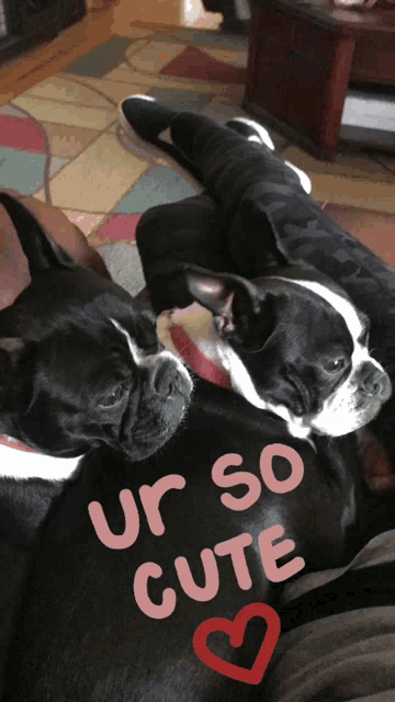 two boston terriers laying on a person 's lap with ur so cute written on their shirts