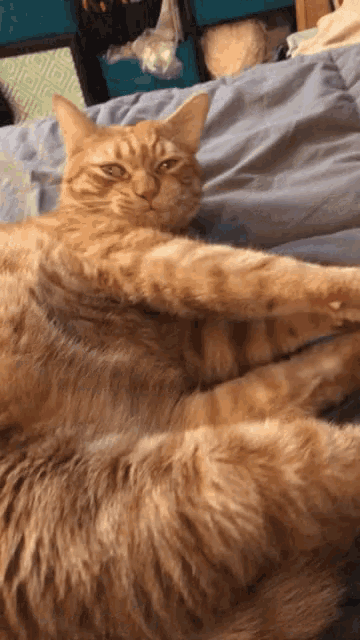 Cat Too Bright GIF - Cat Too Bright Stretching GIFs