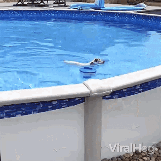 Swimming Viralhog GIF - Swimming Viralhog Getting Out Of The Pool GIFs