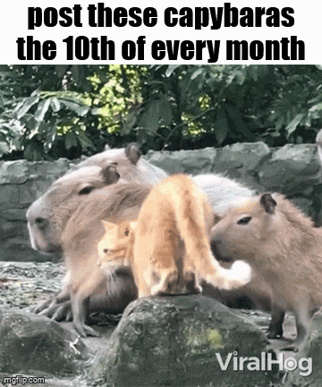a group of capybaras and a cat on a rock .