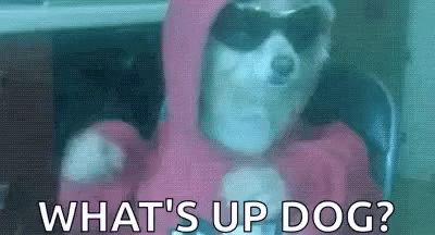 Dogs House GIF - Dogs House Sunglasses GIFs