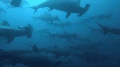 Shark Fish GIF - Shark Fish Hammerhead Shark GIFs