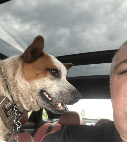 a brown and white dog wearing a collar that says ' i love you '