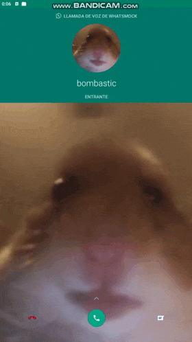 a phone screen shows a hamster with the name bombastic