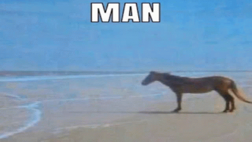 Man Horse GIF - Man Horse Meme GIFs
