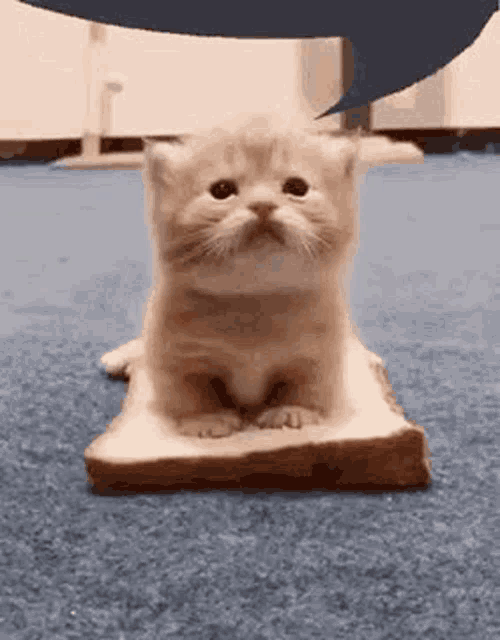 a small kitten is sitting on a piece of bread .