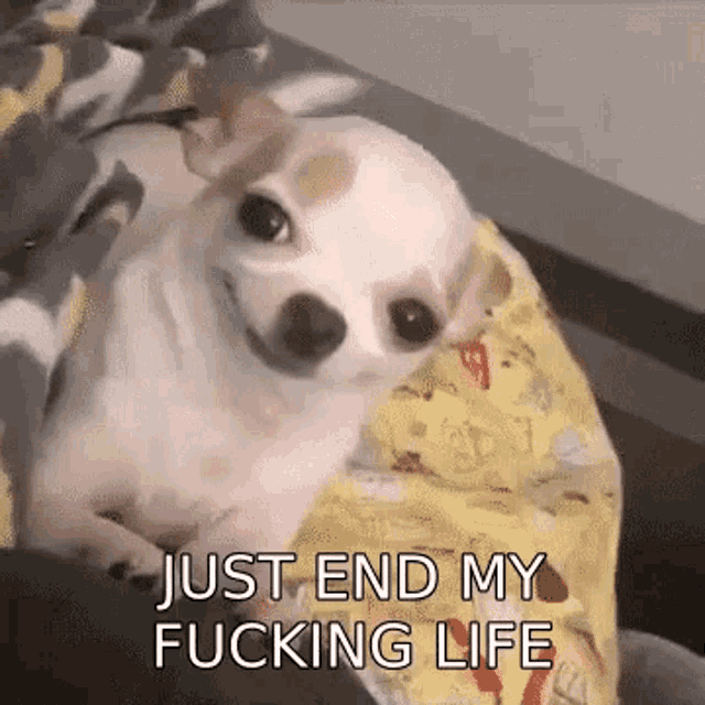 a small white chihuahua is laying on a bed with a yellow blanket .