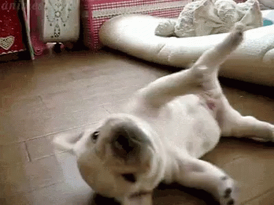 Play Time GIF - Playtime Dog Puppy GIFs