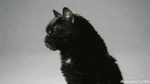 Martes 13 GIF - Black Cat GIFs